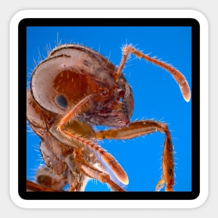 Fire Ant Sticker